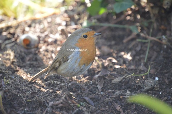 La légende du rouge gorge